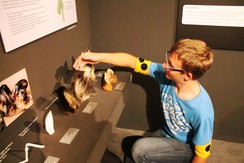 Foto von Max beim Erkunden verschiedener Ohren nachtaktiver Tiere