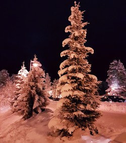 Foto von schneebedeckten Nadelbäumen (vergrößerte Bildansicht wird geöffnet)