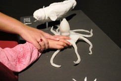 Foto von zwei Händen beim Ertasten eines Oktopus-Modells