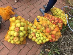 Foto vor Großen Säcken mit Äpfel