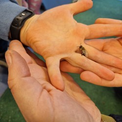 Foto mit männlicher Biene auf einer Schülerhand (vergrößerte Bildansicht wird geöffnet)
