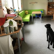 Foto von einem Hund in einem Klassenraum (vergrößerte Bildansicht wird geöffnet)