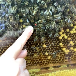 Glas- Bienenkasten mit rot markierte Bienenkönigin (vergrößerte Bildansicht wird geöffnet)