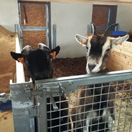 Foto von zwei Ziegen in ihrem Stall (vergrößerte Bildansicht wird geöffnet)